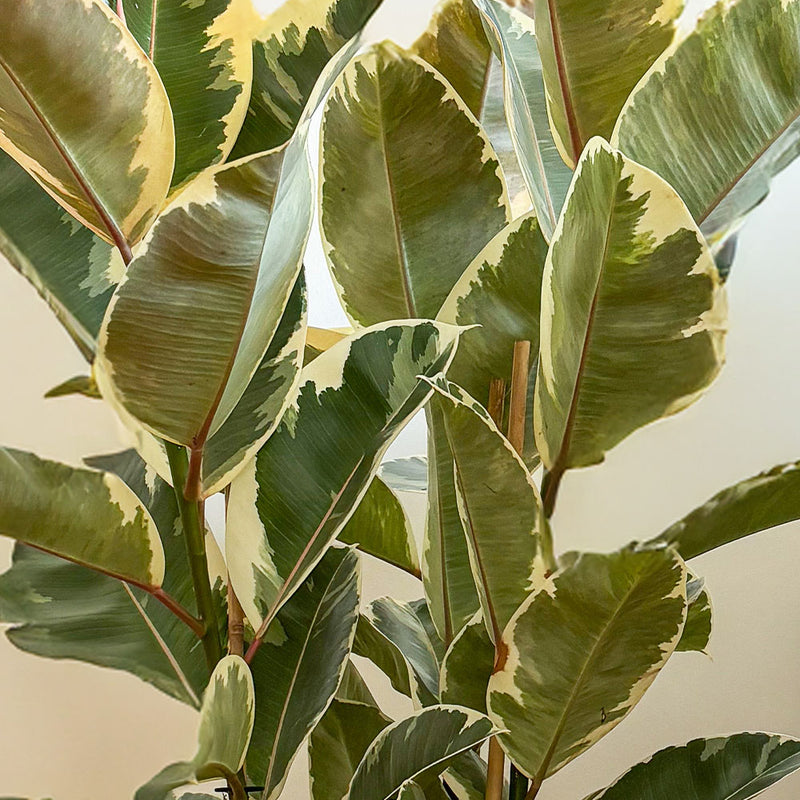 Ficus Robusta Tineke