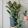 Ficus Robusta Tineke