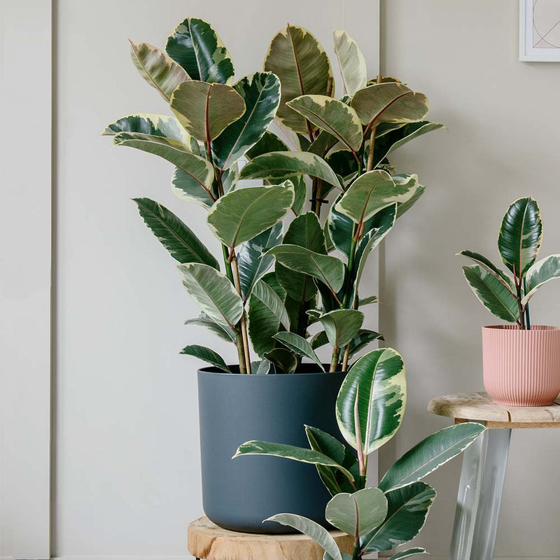 Ficus Robusta Tineke