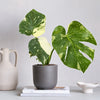 Variegated Monstera