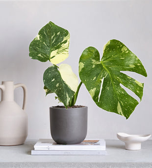 Variegated Monstera