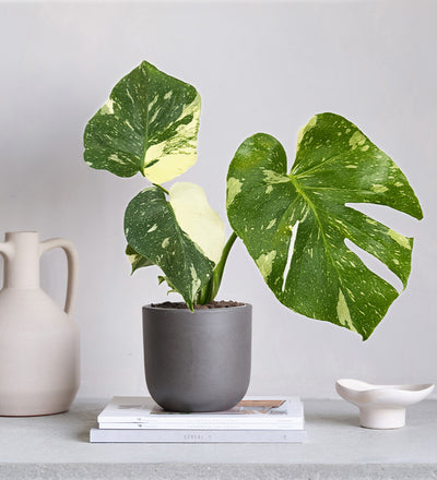 Variegated Monstera