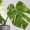 Variegated Monstera