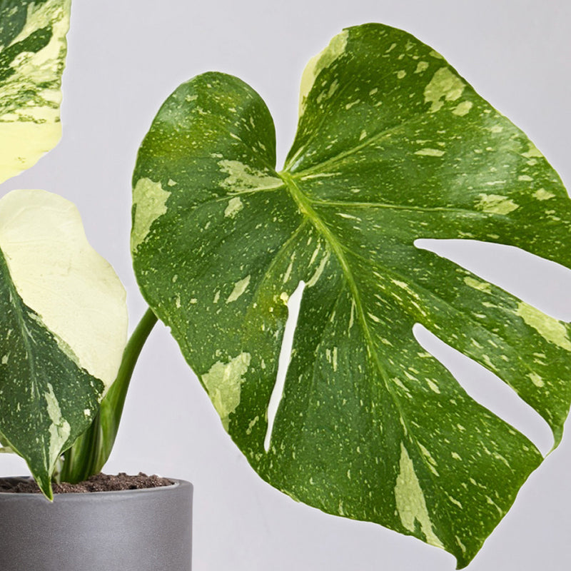 Variegated Monstera