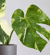 Variegated Monstera