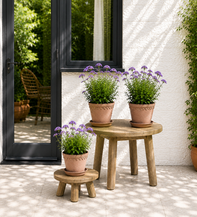 Verbena