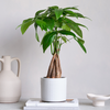 Money Tree & Pot