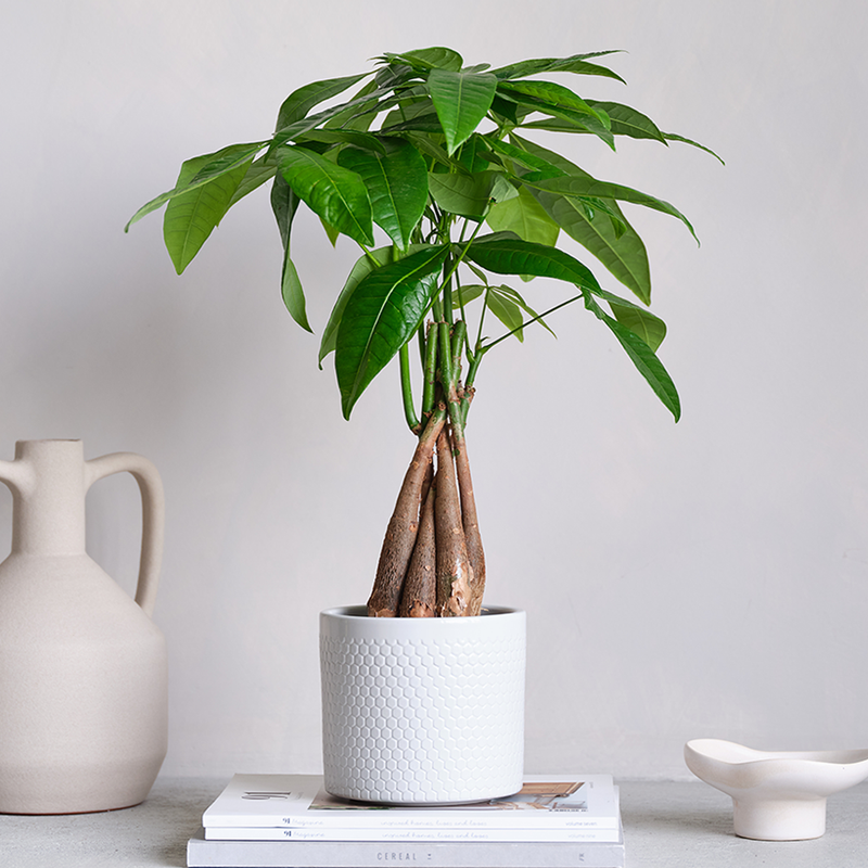 Money Tree & Pot