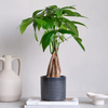 Money Tree & Pot