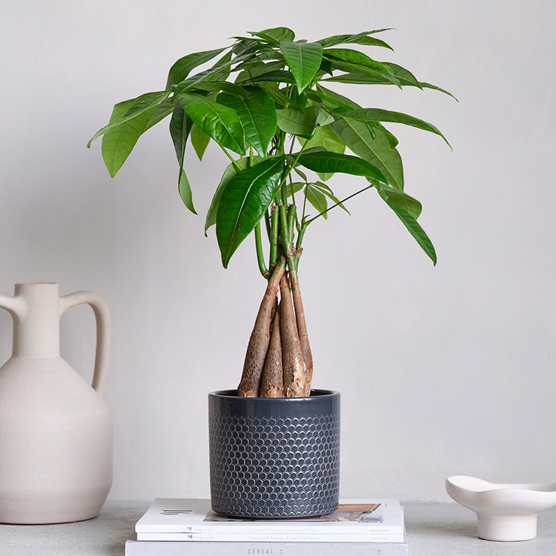 Money Tree & Pot