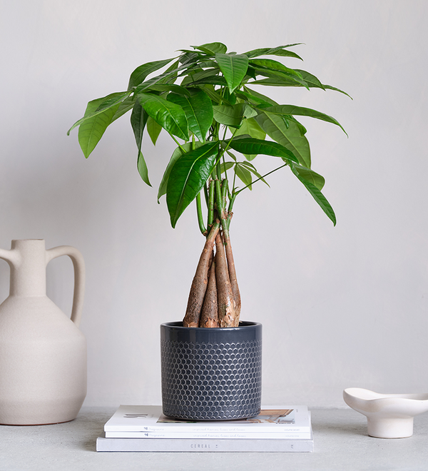 Money Tree in Ceramic Pot