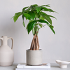 Money Tree & Pot