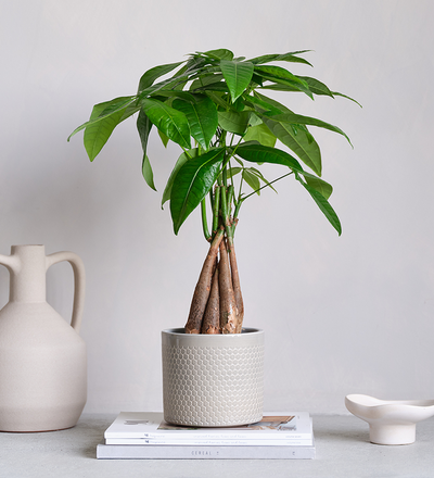 money tree ea Money Tree in Ceramic Pot