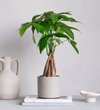 Money Tree in Ceramic Pot