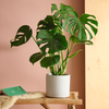 Swiss Cheese Plant & Pot