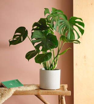 Swiss Cheese Plant & Pot