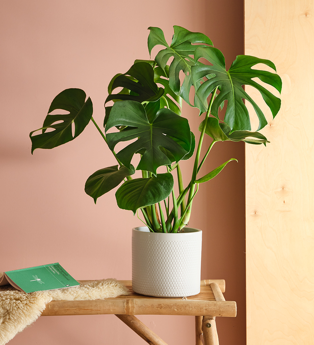 Swiss Cheese Plant & Pot