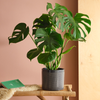 Swiss Cheese Plant & Pot