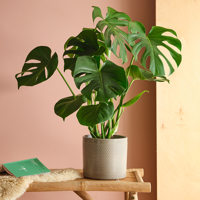 Swiss Cheese Plant & Pot