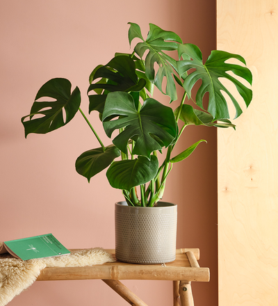 Swiss Cheese Plant & Pot