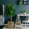 Yucca Plant