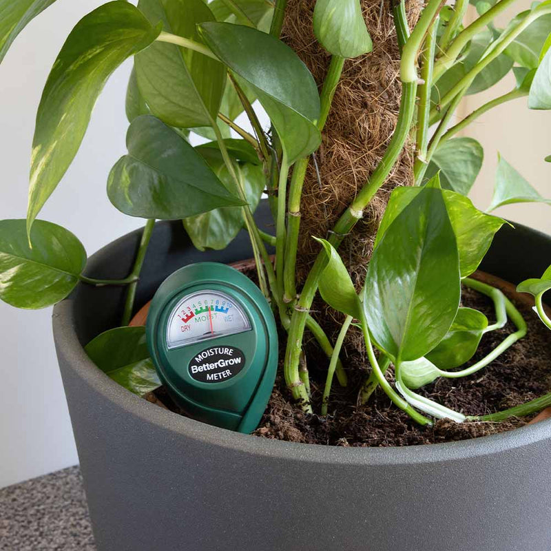 Plant Moisture Meter