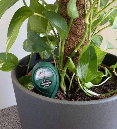 prayer plant moisture meter Plant Moisture Meter