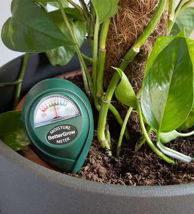 parlor palm moisture meter level Plant Moisture Meter