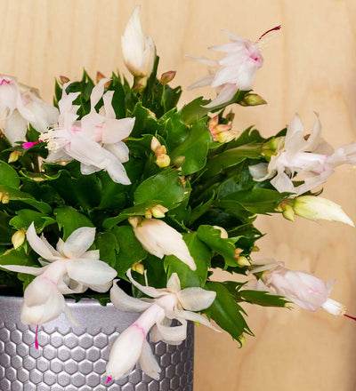 White Christmas Cactus & Pot