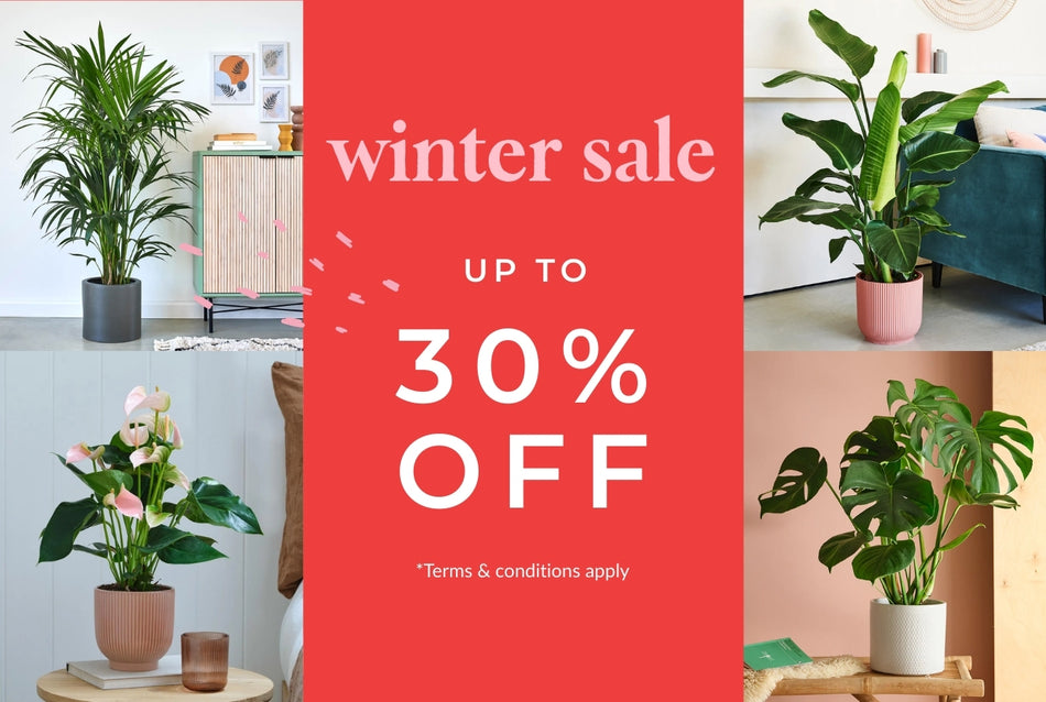winter sale