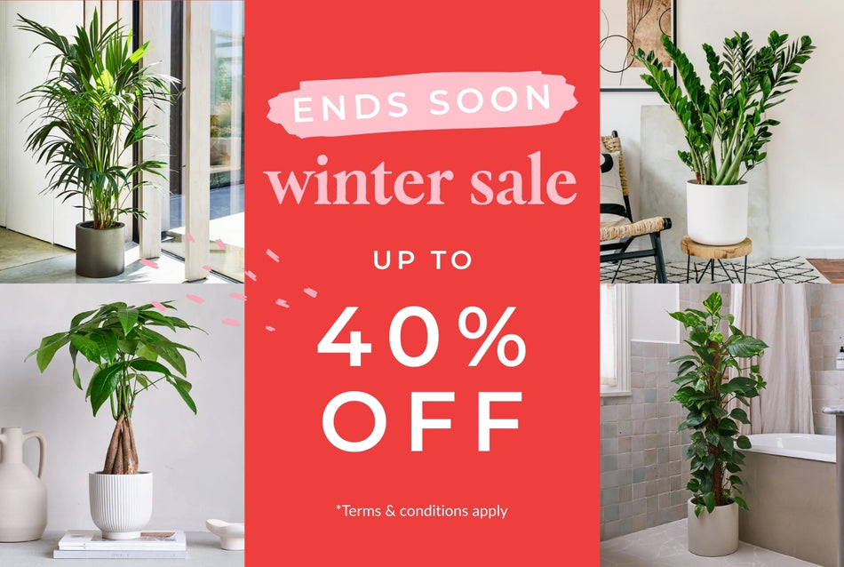 winter sale