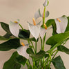 White Anthurium
