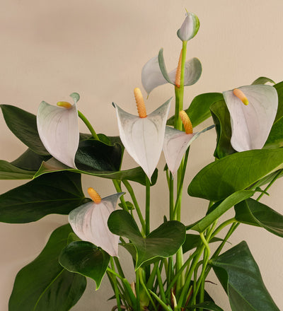 White Anthurium