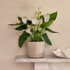 White Anthurium