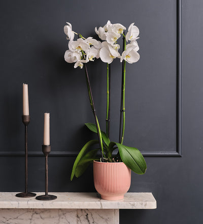 White Orchid & Pot