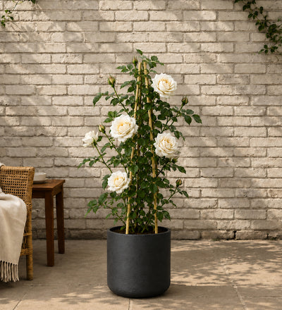 White Rose Plant