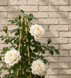 White Rose Plant