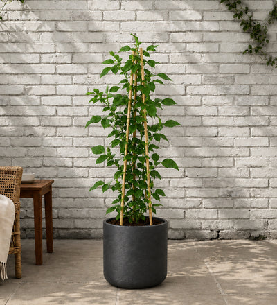 White Rose Plant