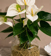 White Anthurium in Glass