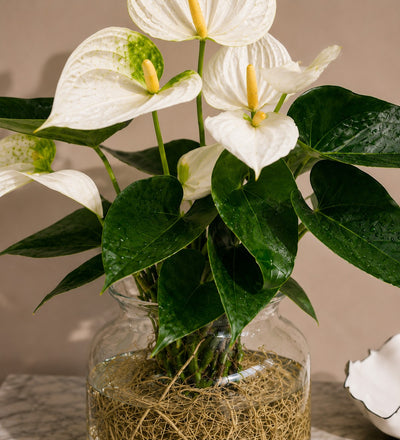 White Anthurium in Glass