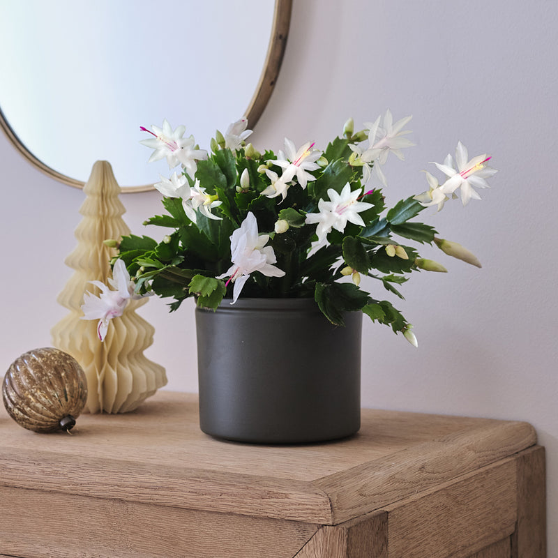 White Christmas Cactus & Pot