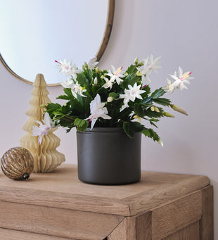 White Christmas Cactus & Pot