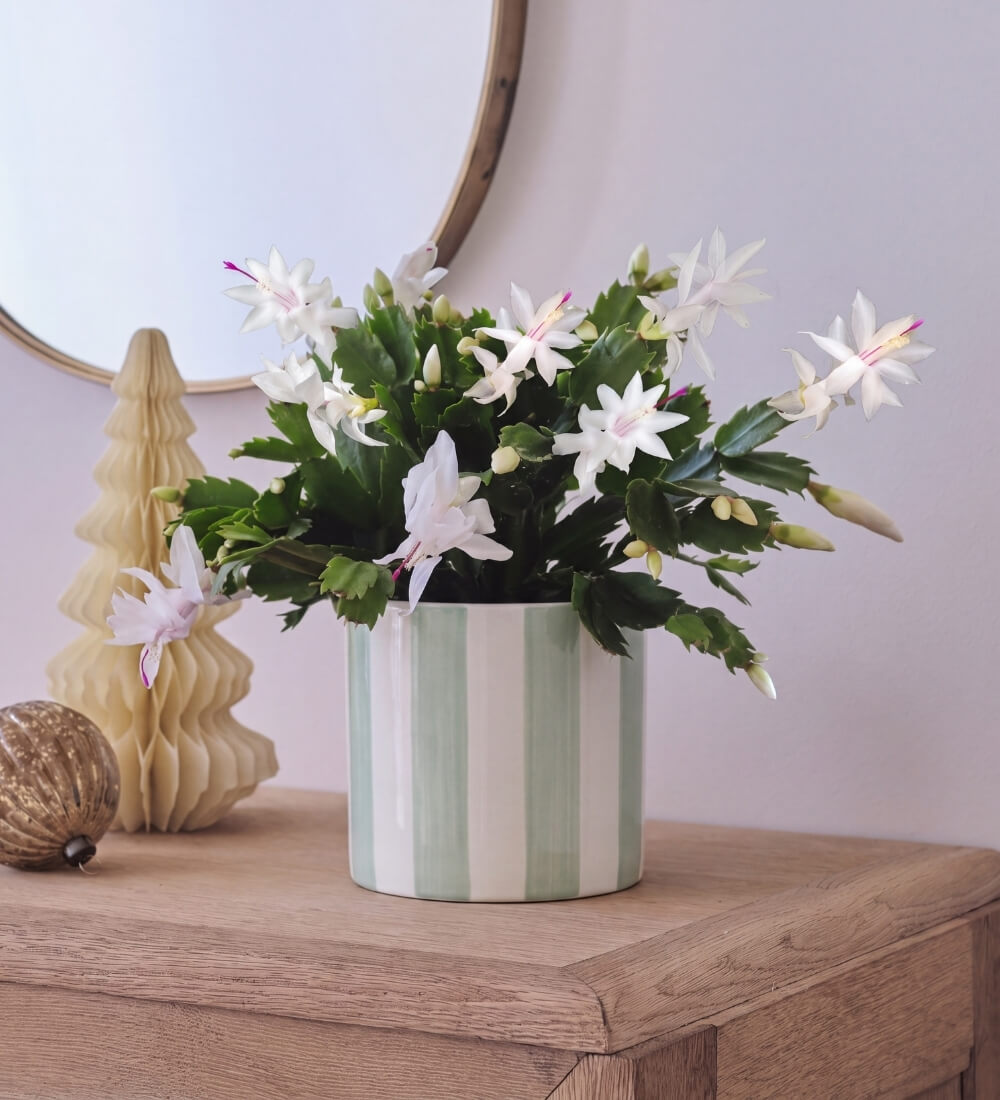 White Christmas Cactus in Stripe Pot