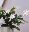 White Christmas Cactus in Stripe Pot