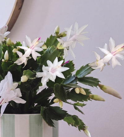 White Christmas Cactus in Stripe Pot