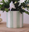White Christmas Cactus in Stripe Pot