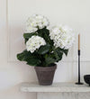 Artificial Hydrangea & Grey Pot