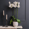 White Orchid & Pot