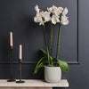 White Orchid & Pot
