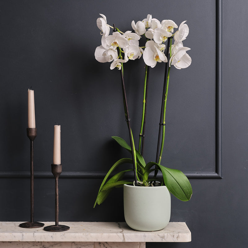 White Orchid & Pot
